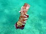 05- Le nudibranche deploie son manteau pour nager - Hexabranchus sanguineus - Ilot Maitre
